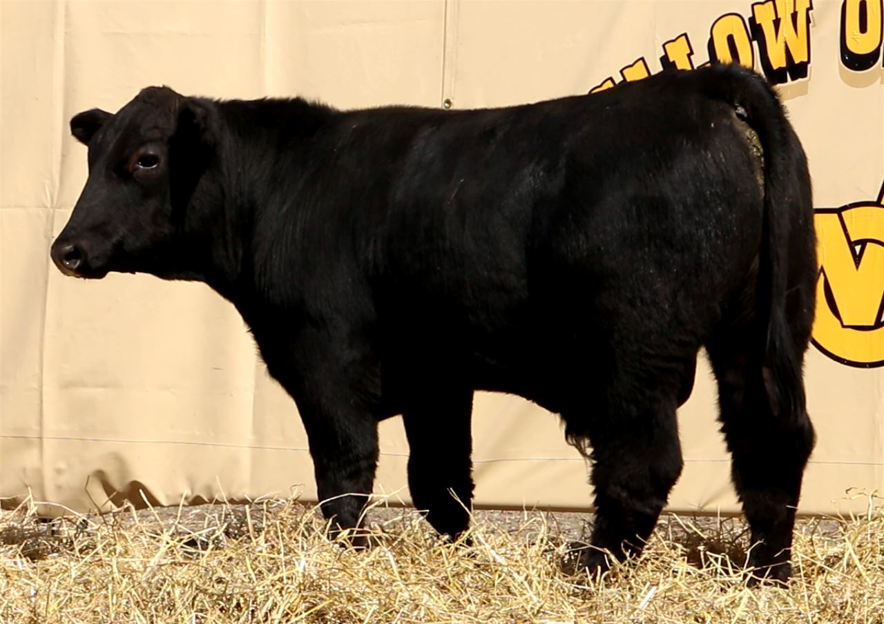 Best Black Bulls